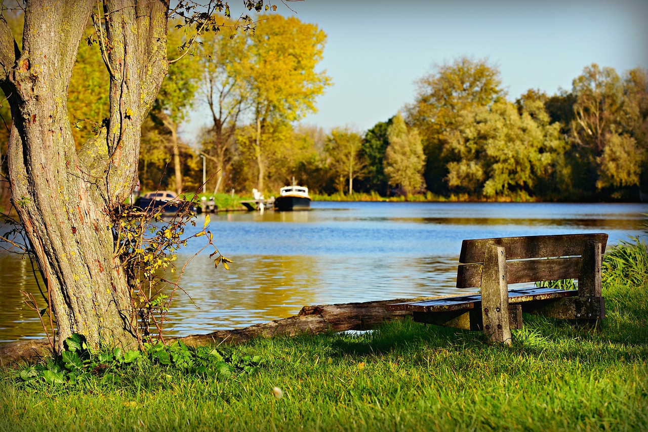 water  river bank  tree free photo