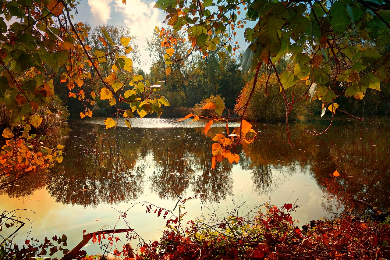 water  pond  leaf free photo