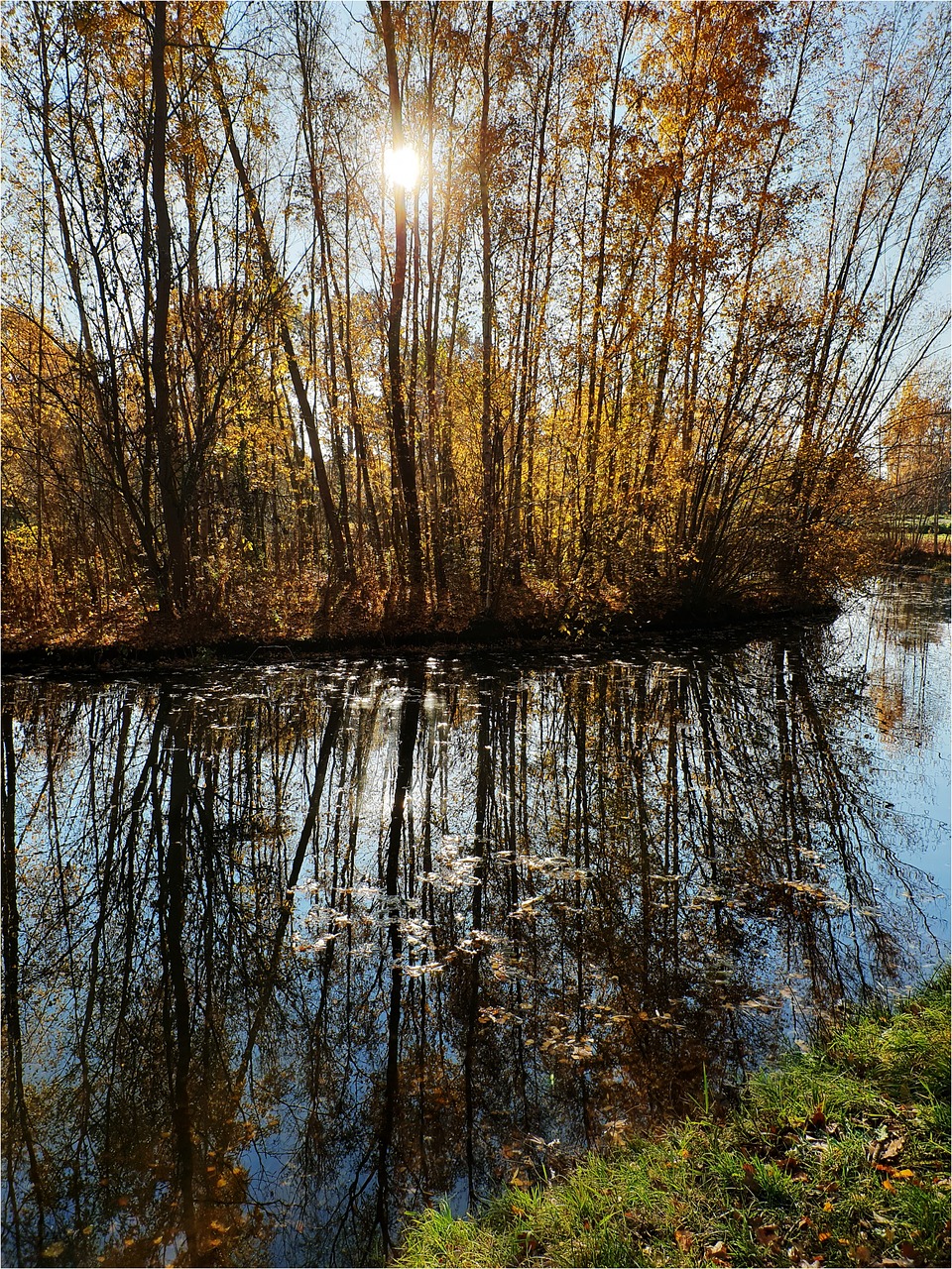 water  trees  sun free photo