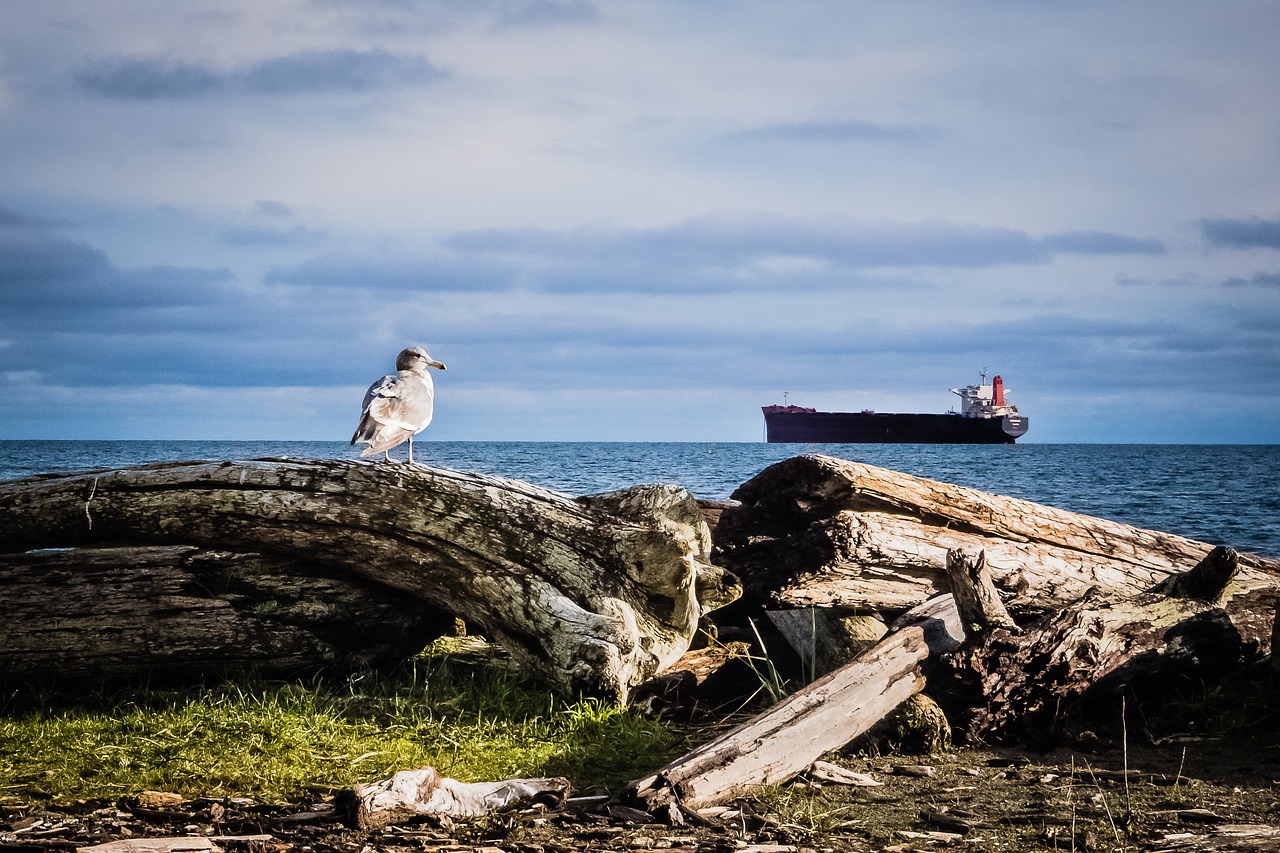 water  sky  log free photo