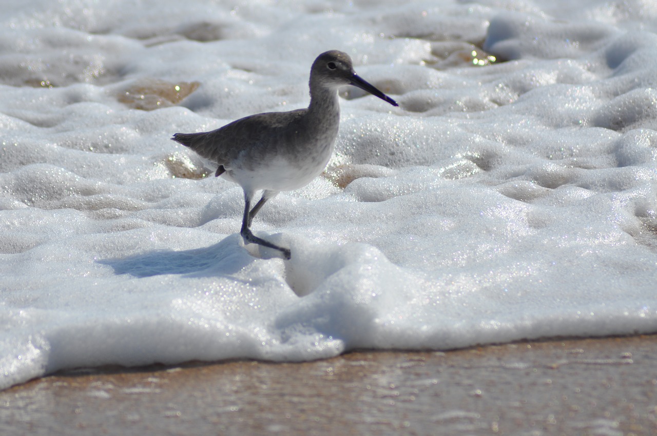 water  bird  sea free photo