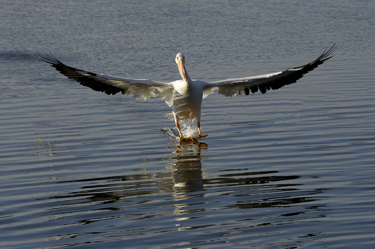 water skiing pelican free photo