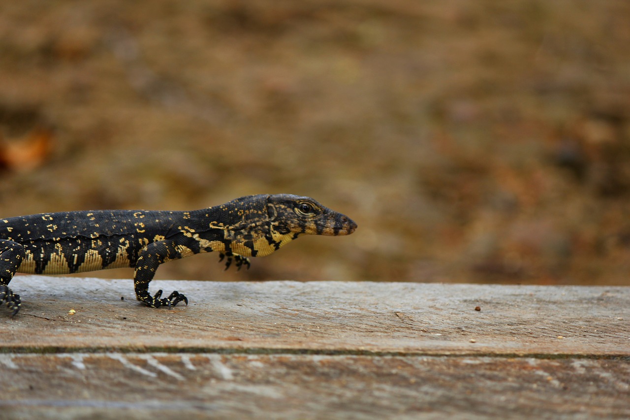 water  baby  lizard free photo