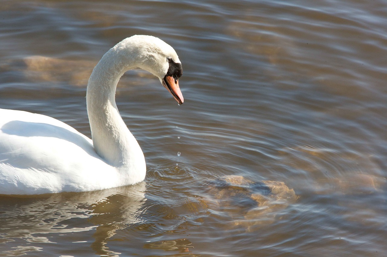 water swan mute free photo