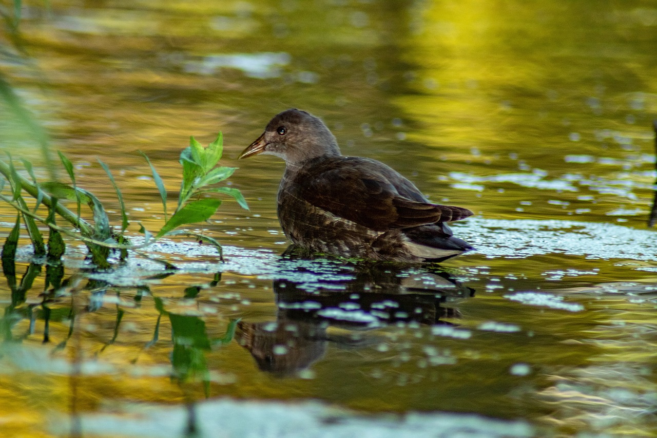 water  nature  bird free photo