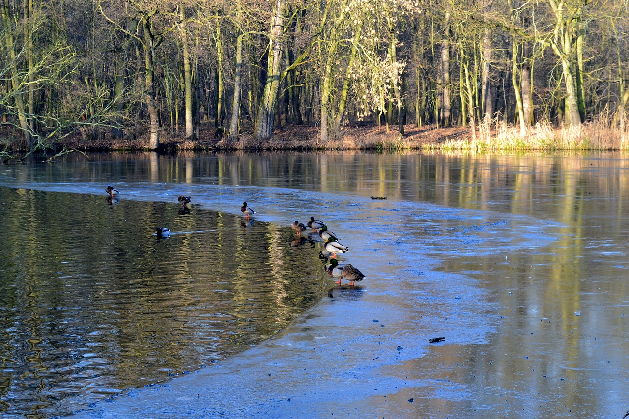 water  lake  landscape free photo