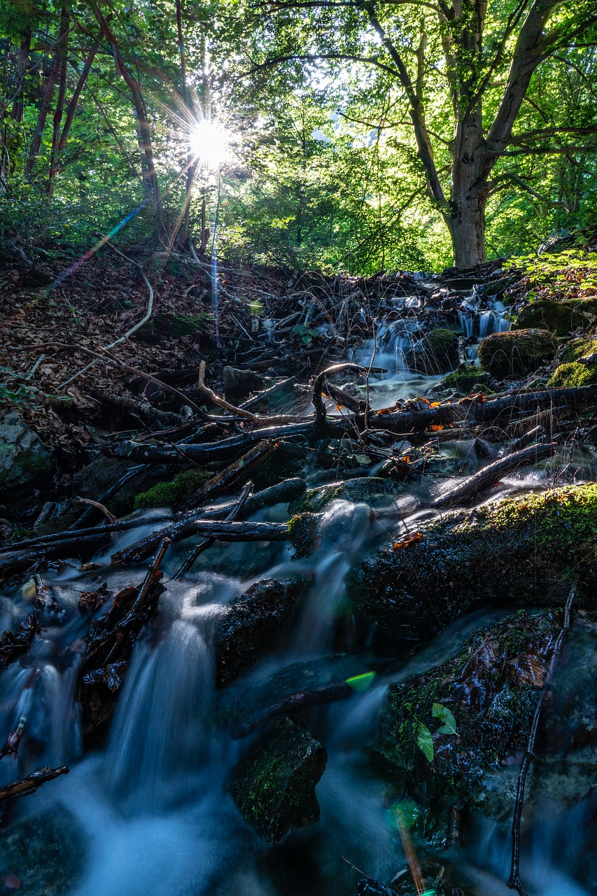 water  bach  forest free photo