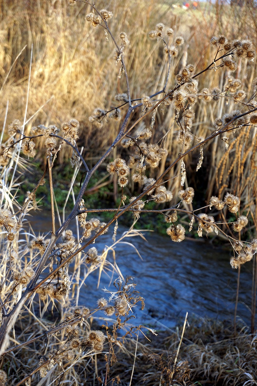 water  bush  flower free photo