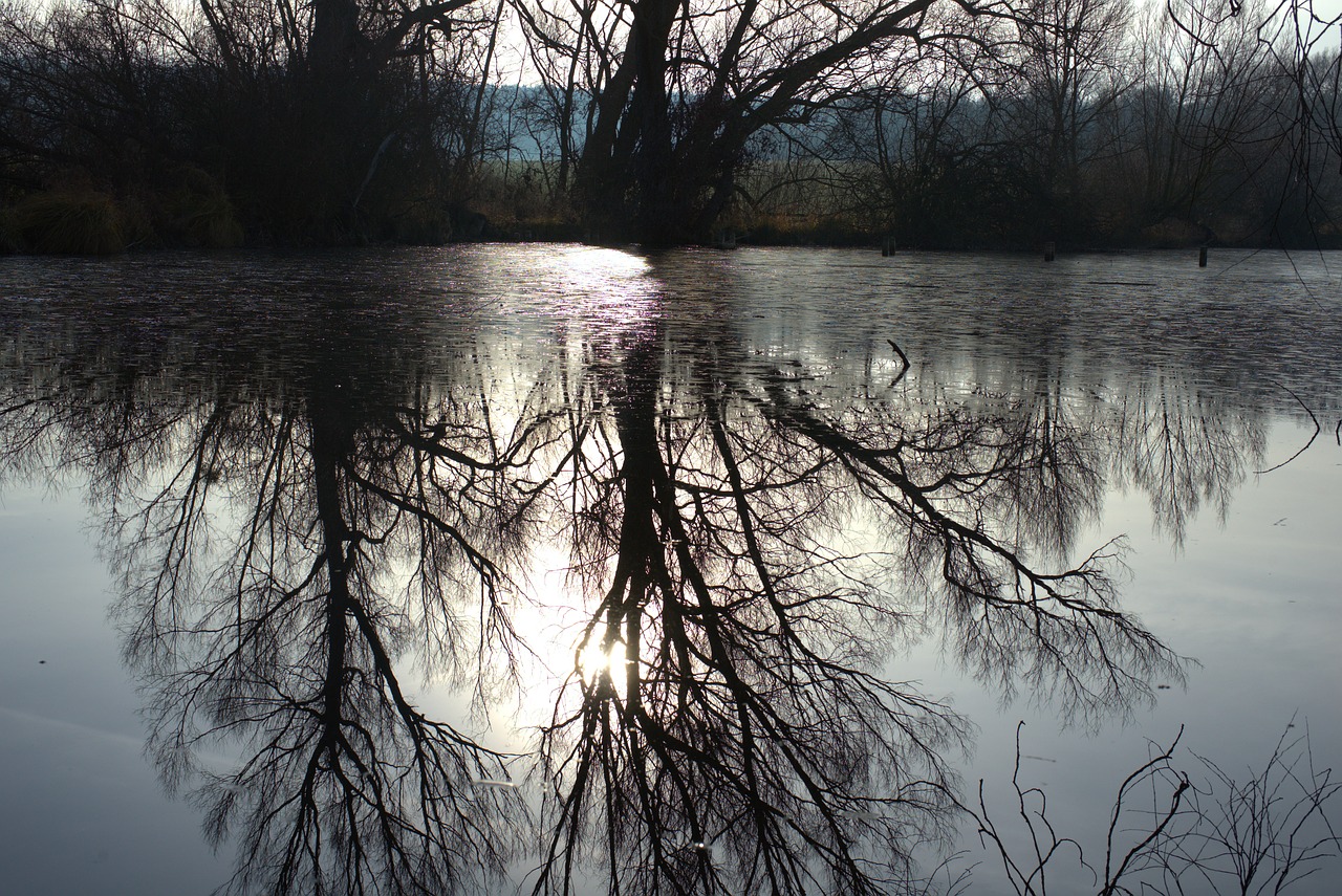 water  swamp  pond free photo