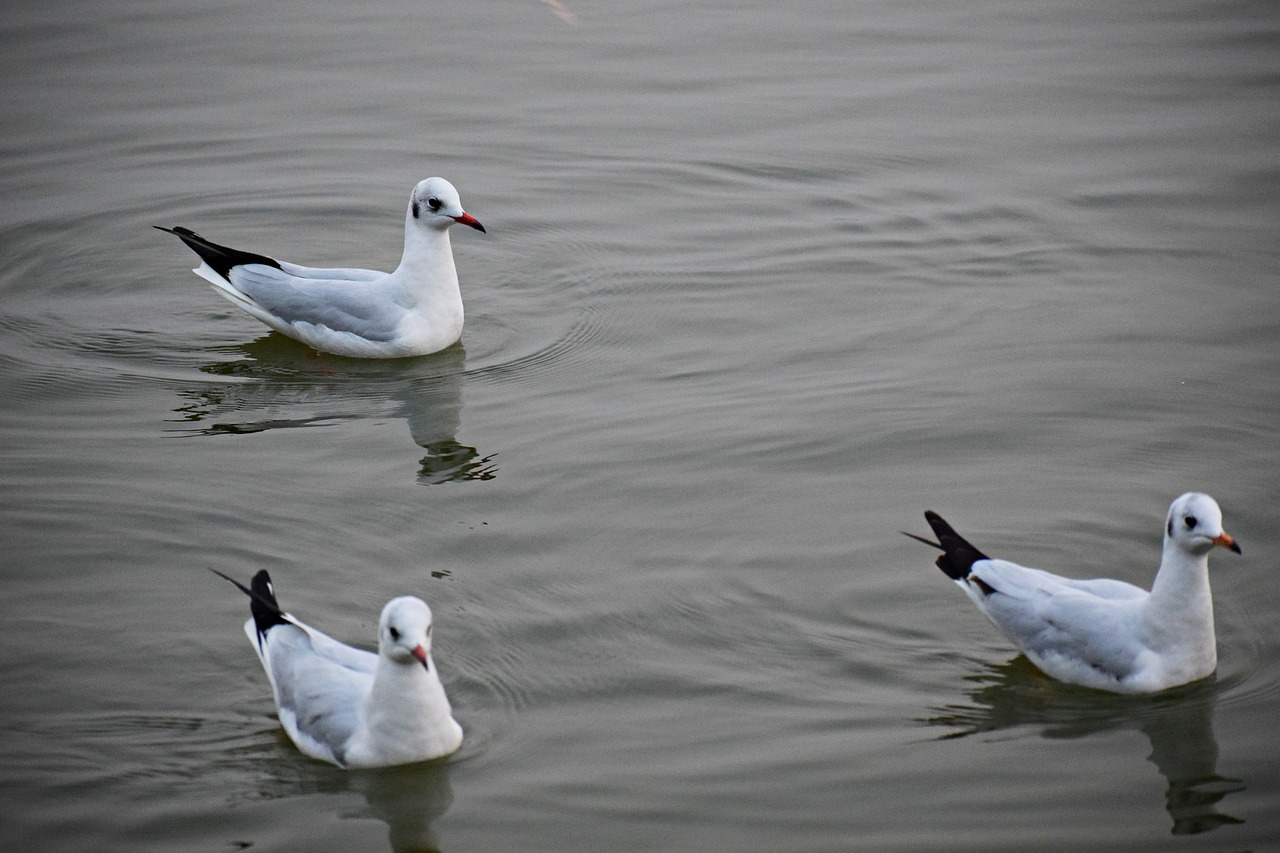 water  birds  lake free photo