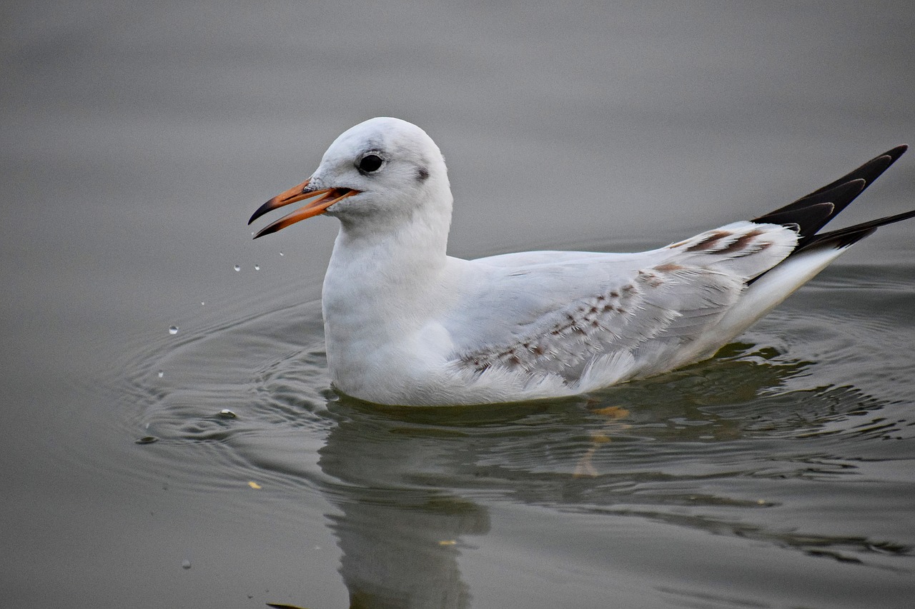 water  bird  seagull free photo