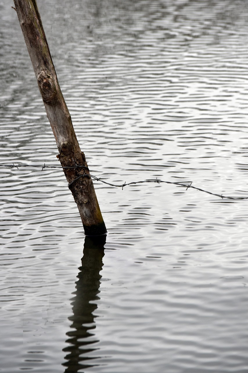 water  pond  nature free photo