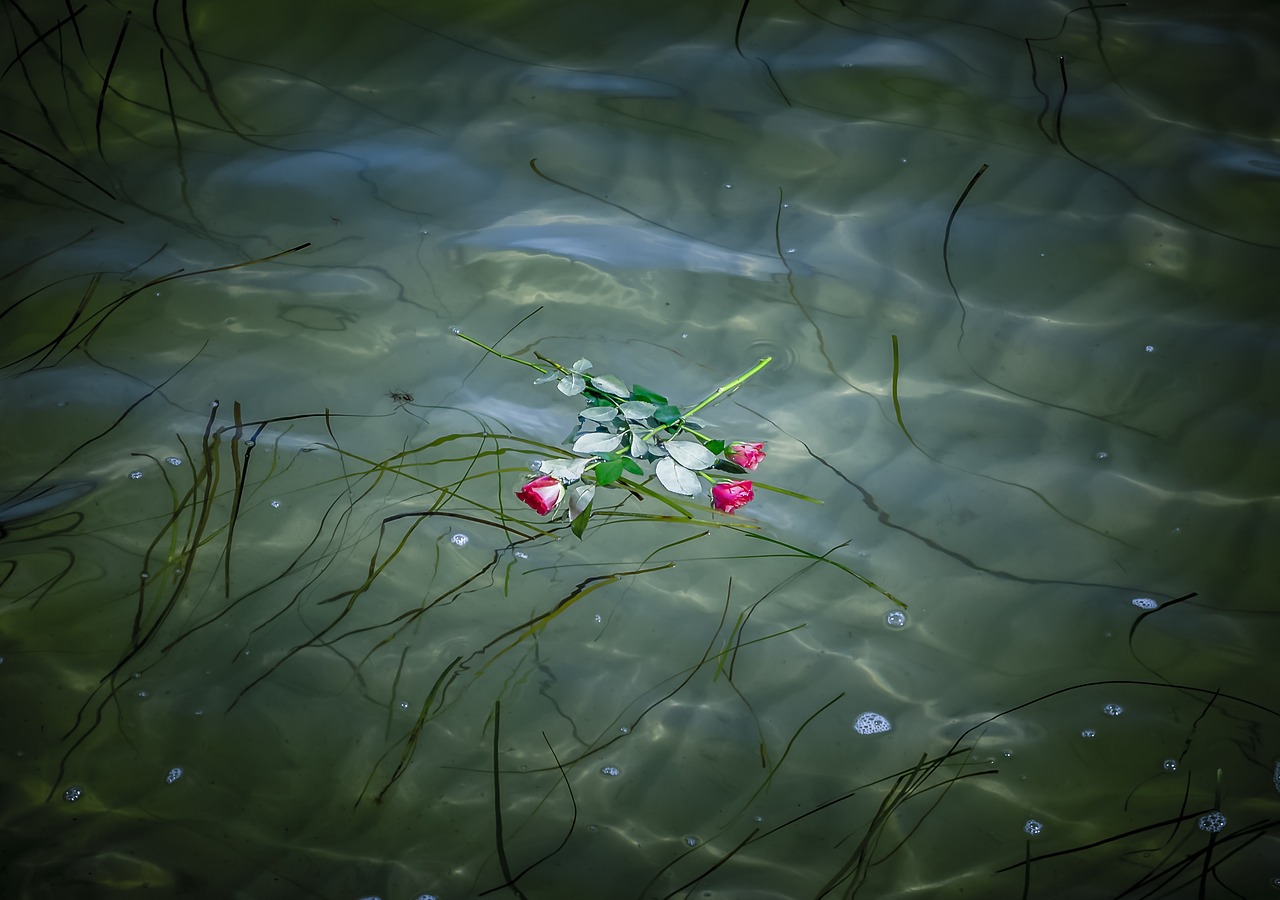 water  sea  baltic sea free photo