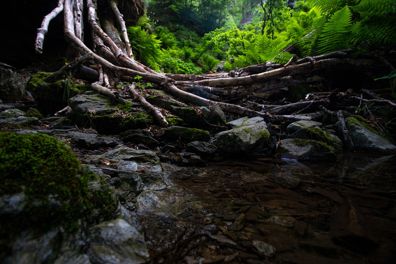 water  forest  woods free photo