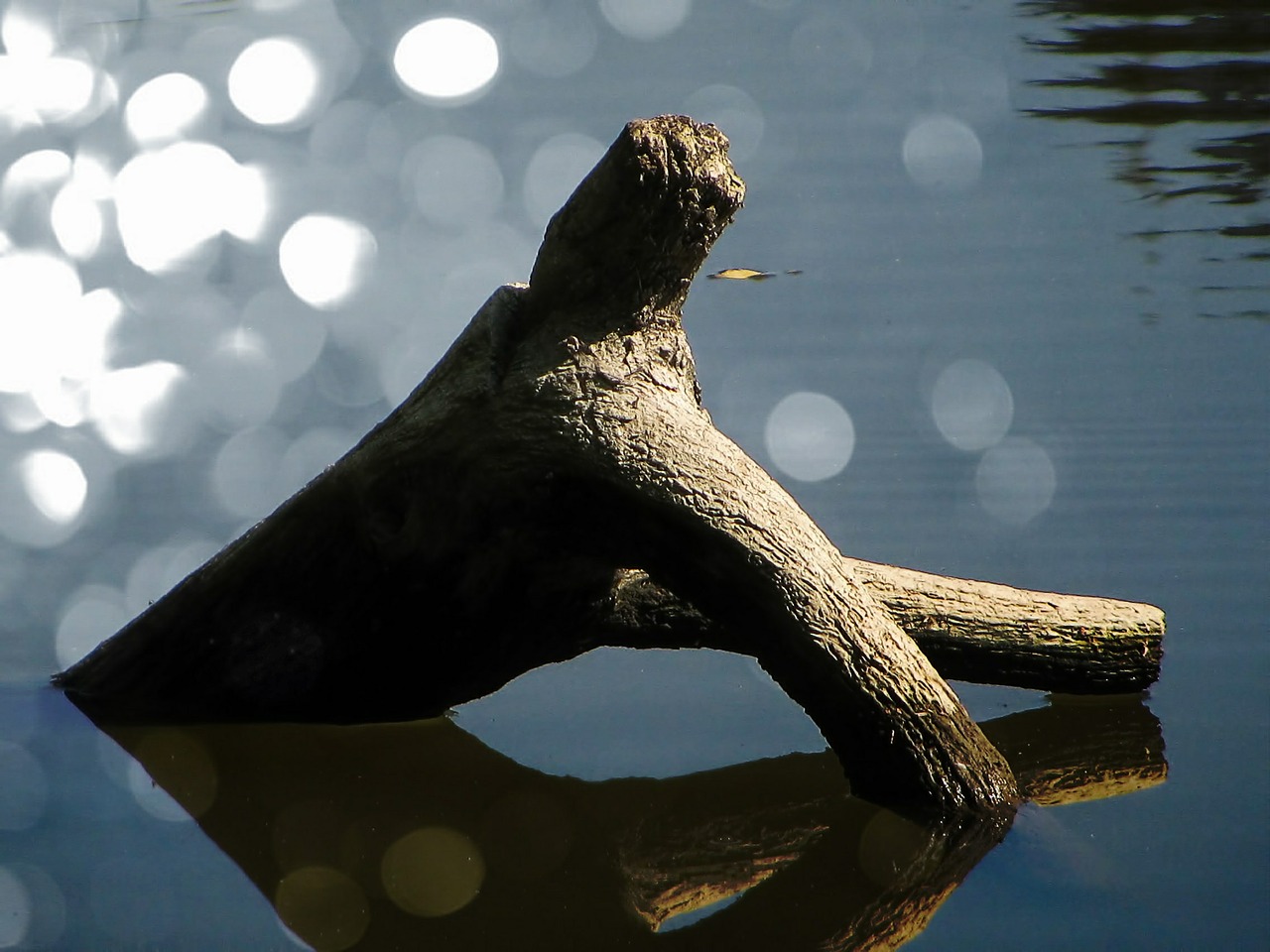 water water surface river free photo