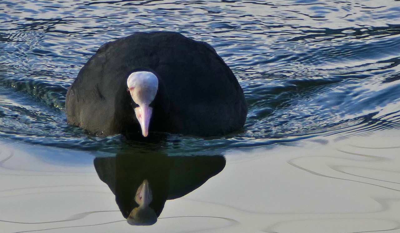 water  water bird  coot free photo