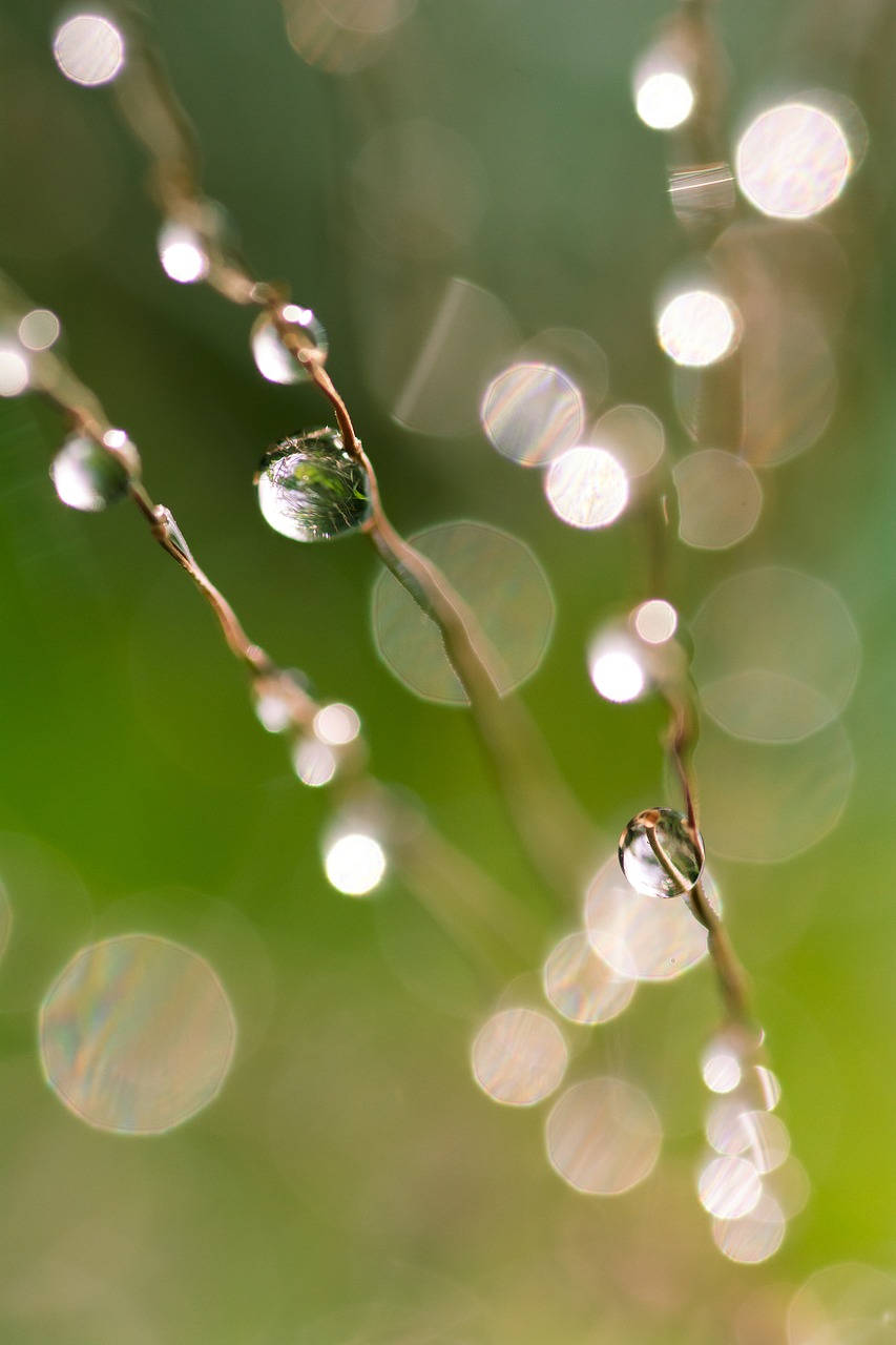 water  drop  bokeh free photo