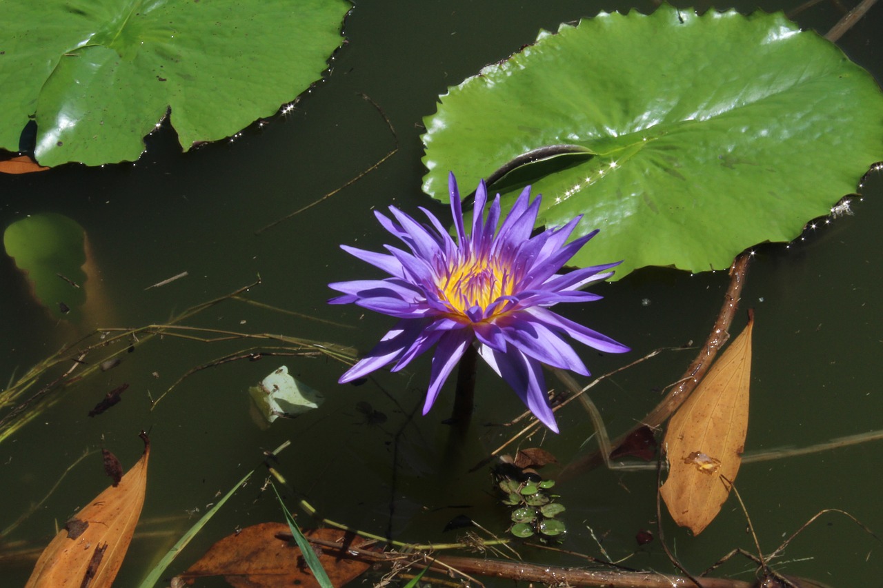 water lily blue free photo