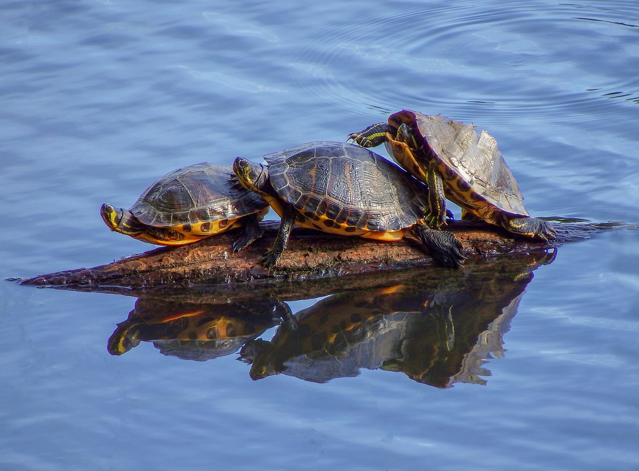 water  animals  lake free photo