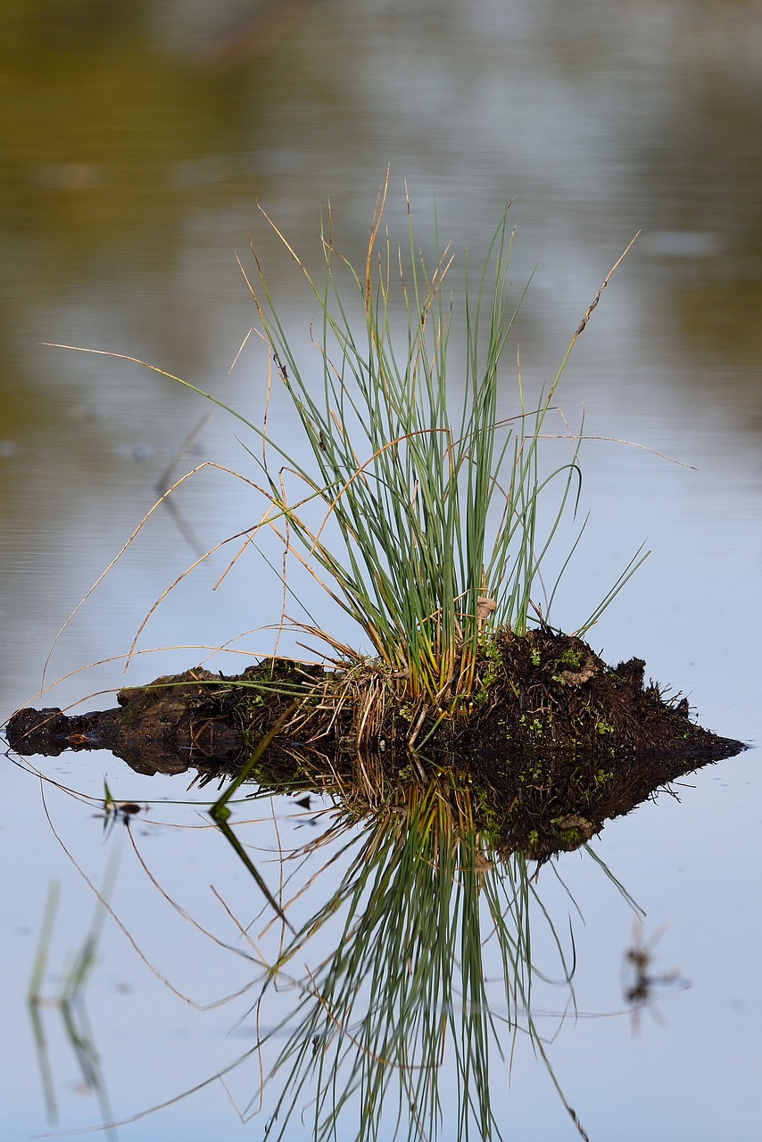 water  grass  nature free photo