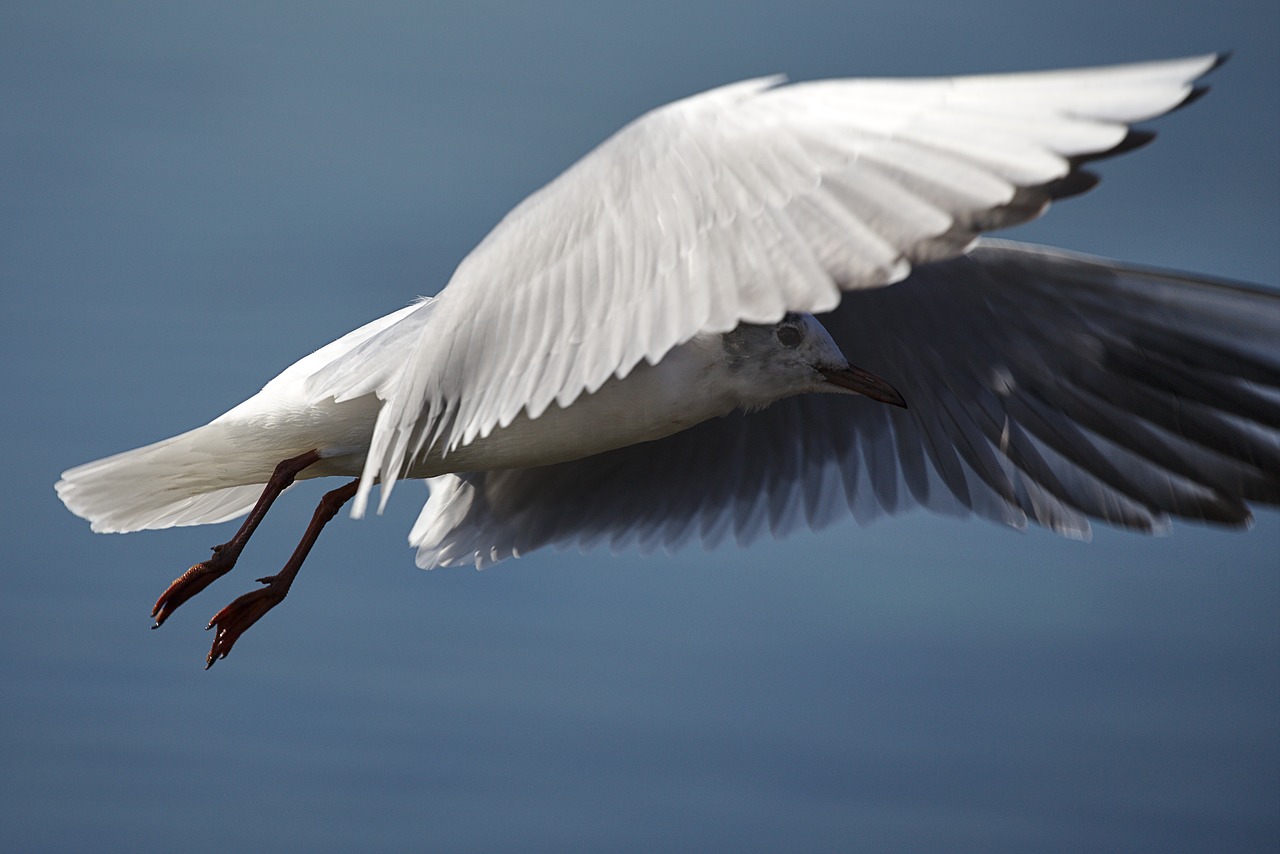 water  bird  seagull free photo