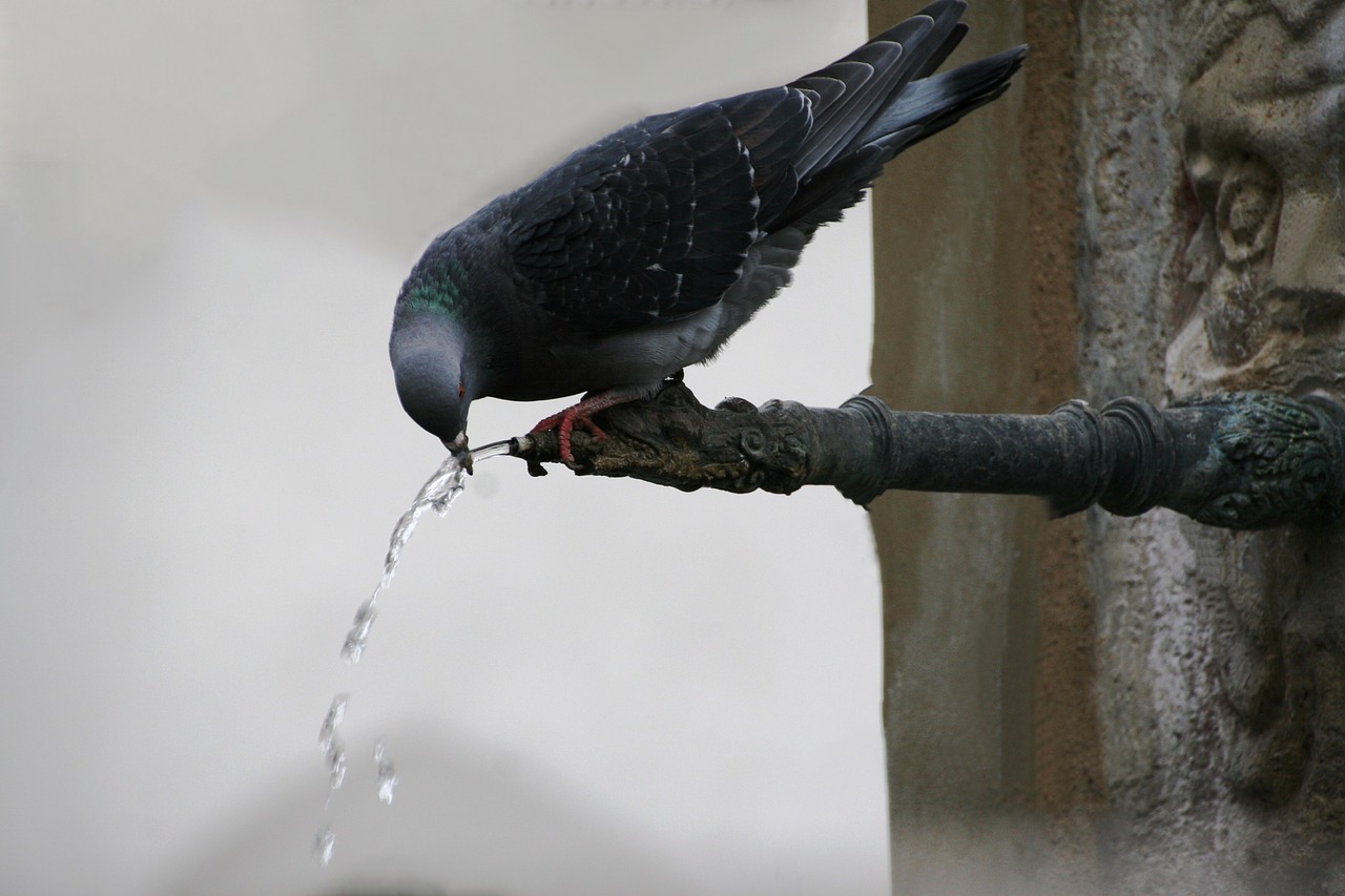 water  drink  bird free photo