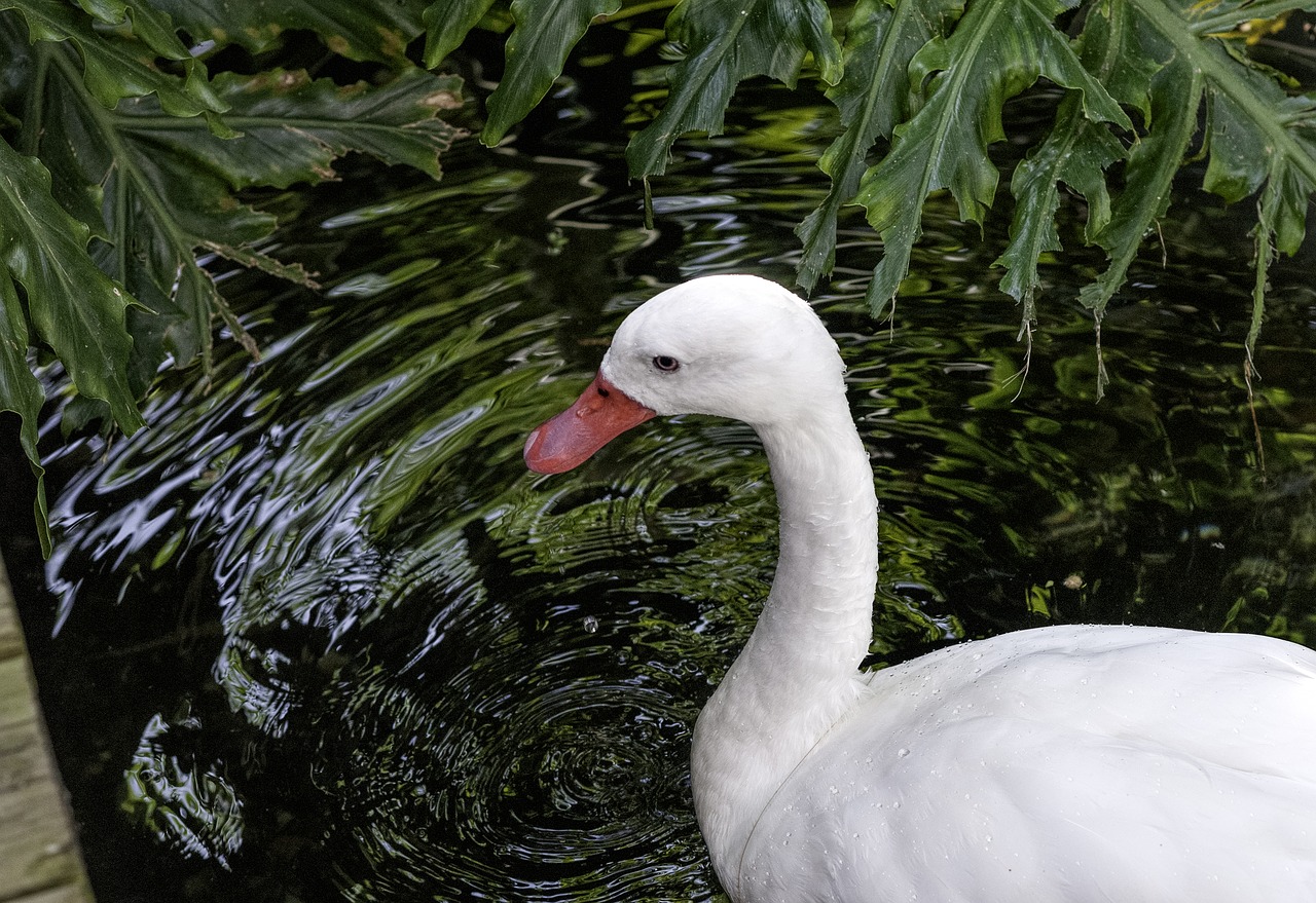 water  bird  animal free photo