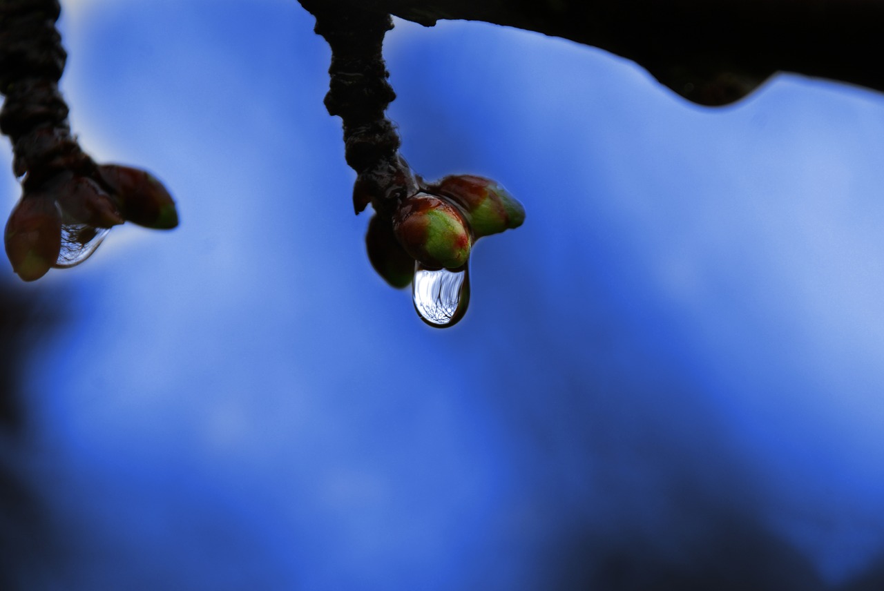 water  drop of water  drip free photo