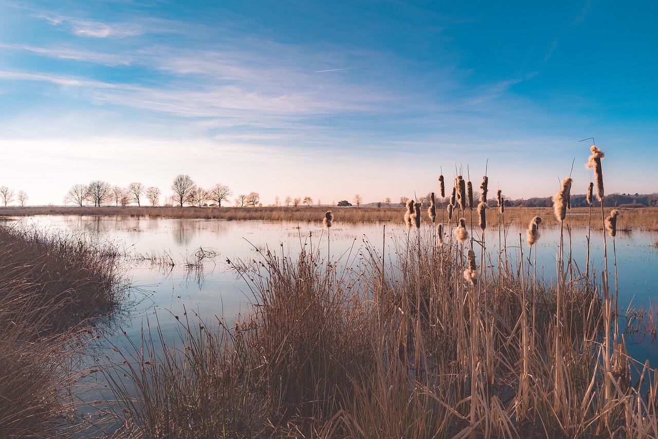 water  pond  landscape free photo