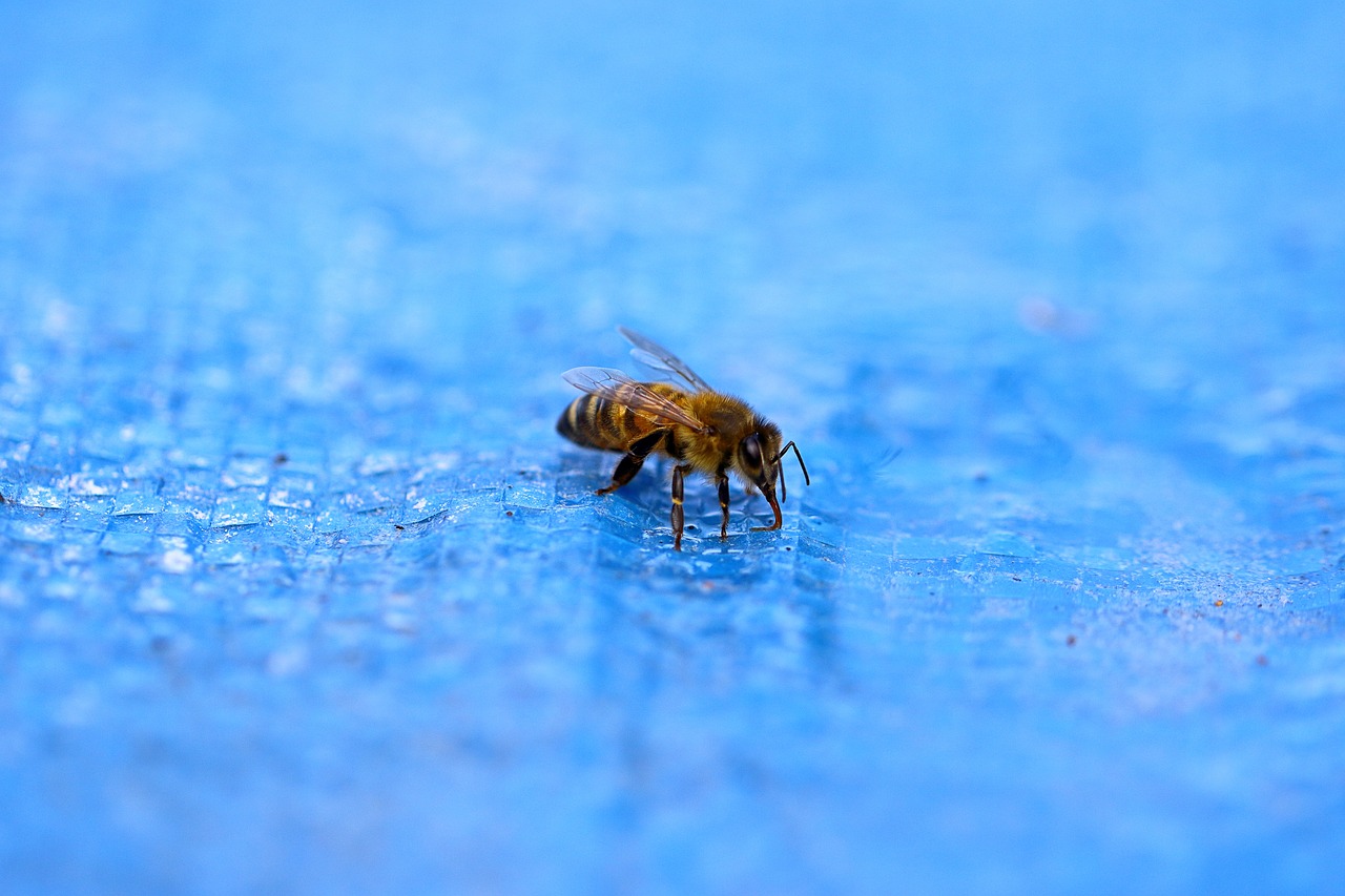 water  pool  bee free photo