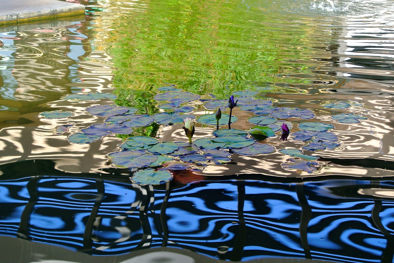 water  pond  feature free photo