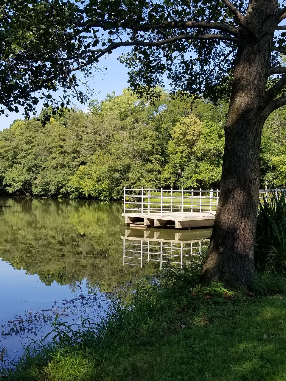 water  pond  nature free photo