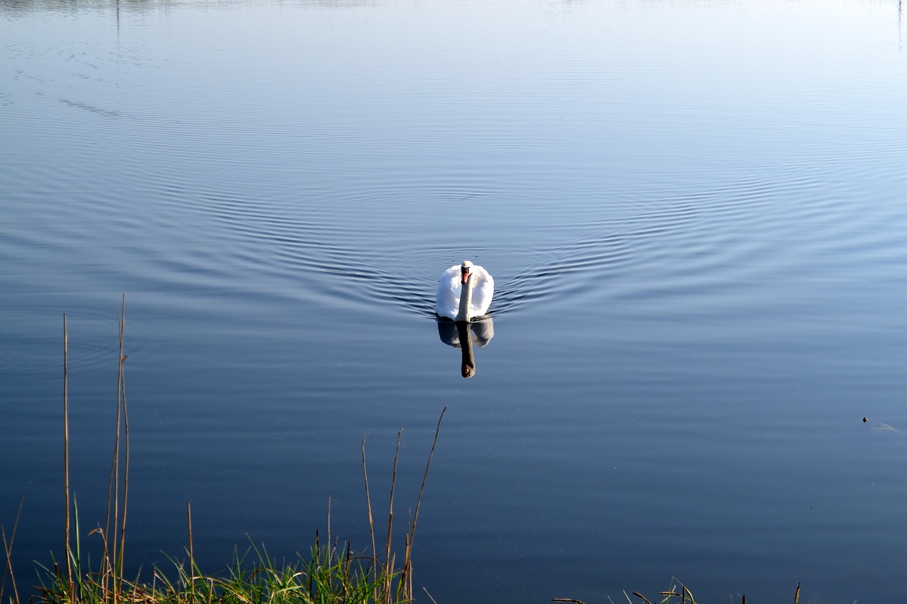 water  swim  pond free photo