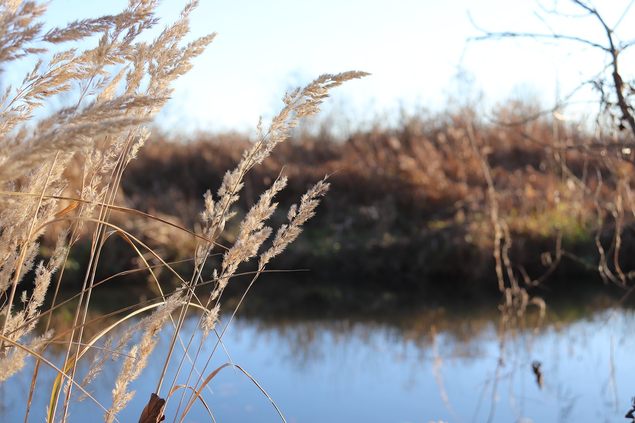 water  bank  grass free photo