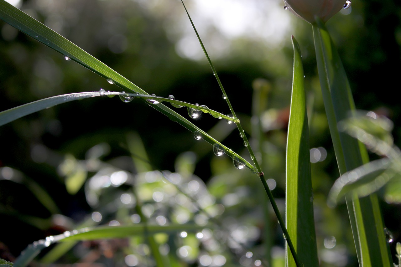 water  drip  green free photo