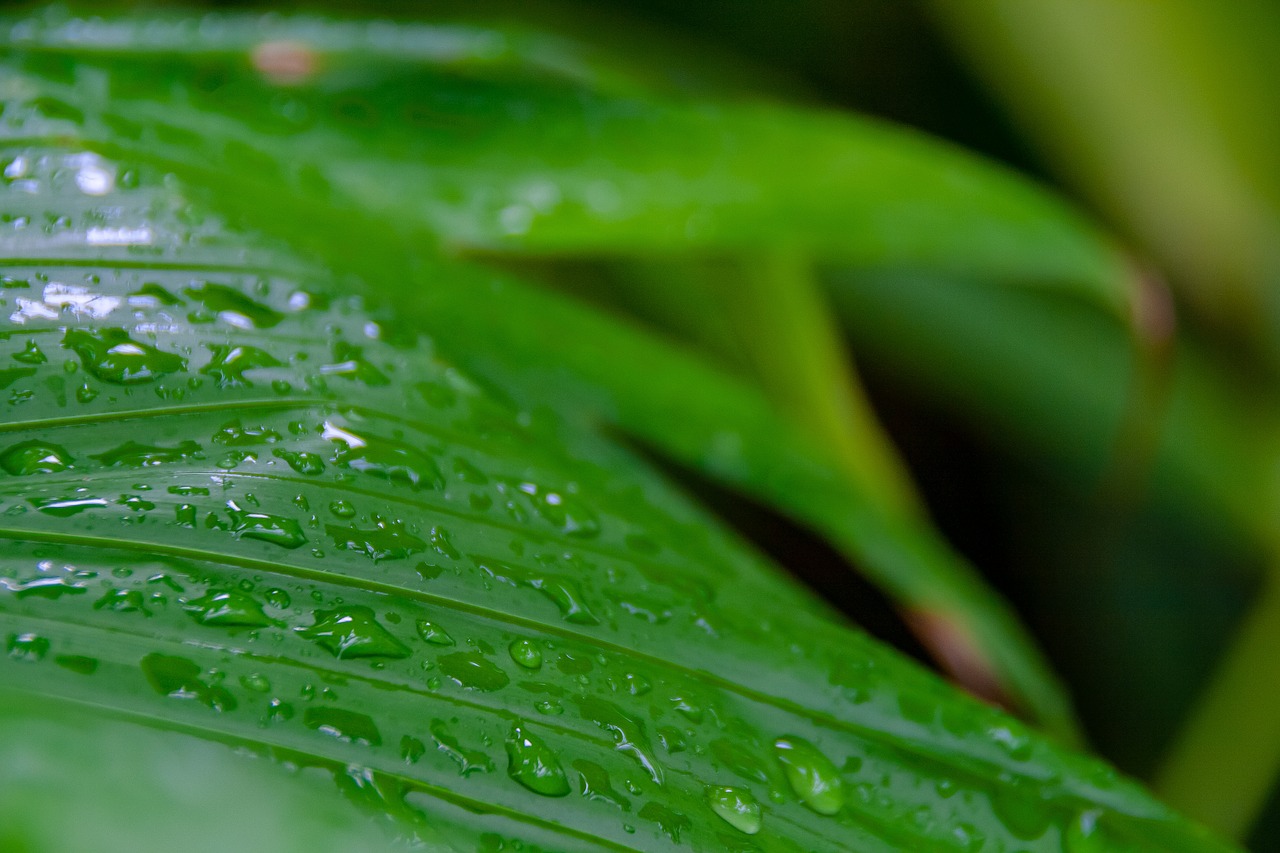 water  rain  nature free photo