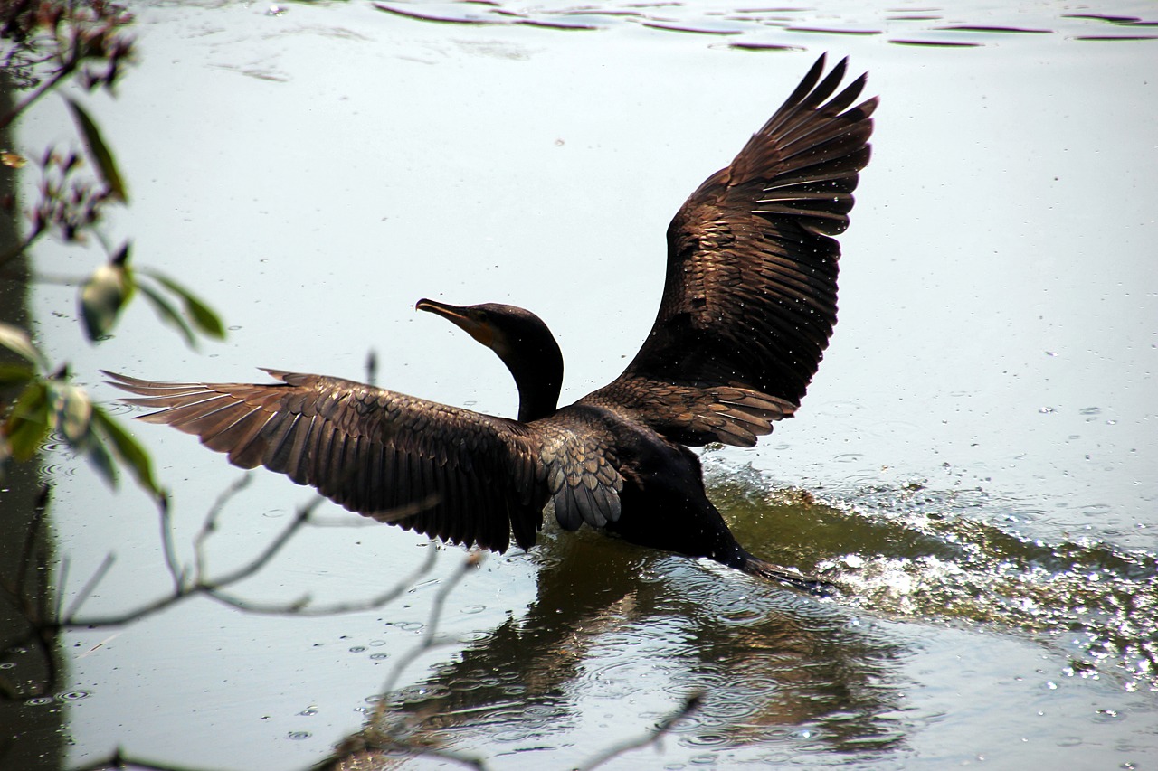 water  alk  bird free photo