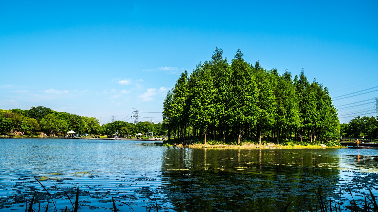 water  tree  lake free photo