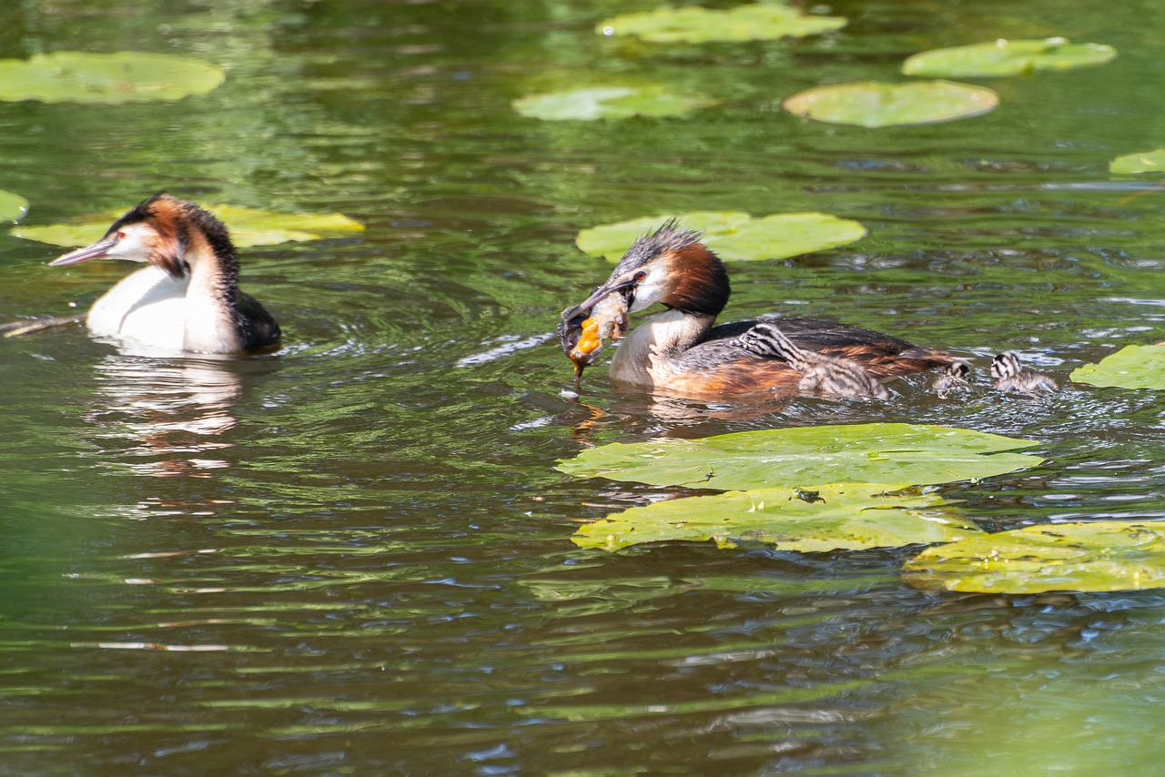 water  bird  animal free photo