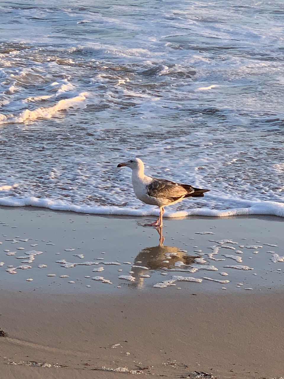 water  bird  waves free photo