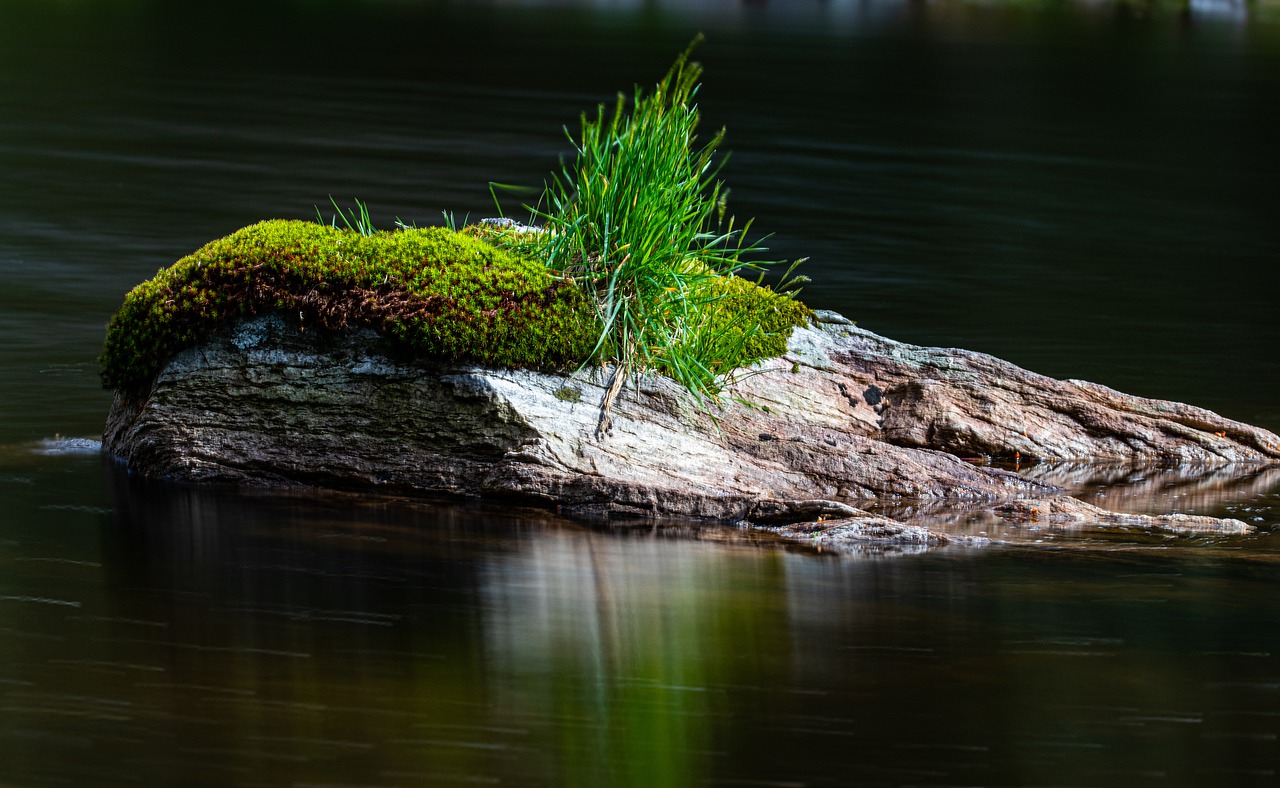 water  rock  plant free photo