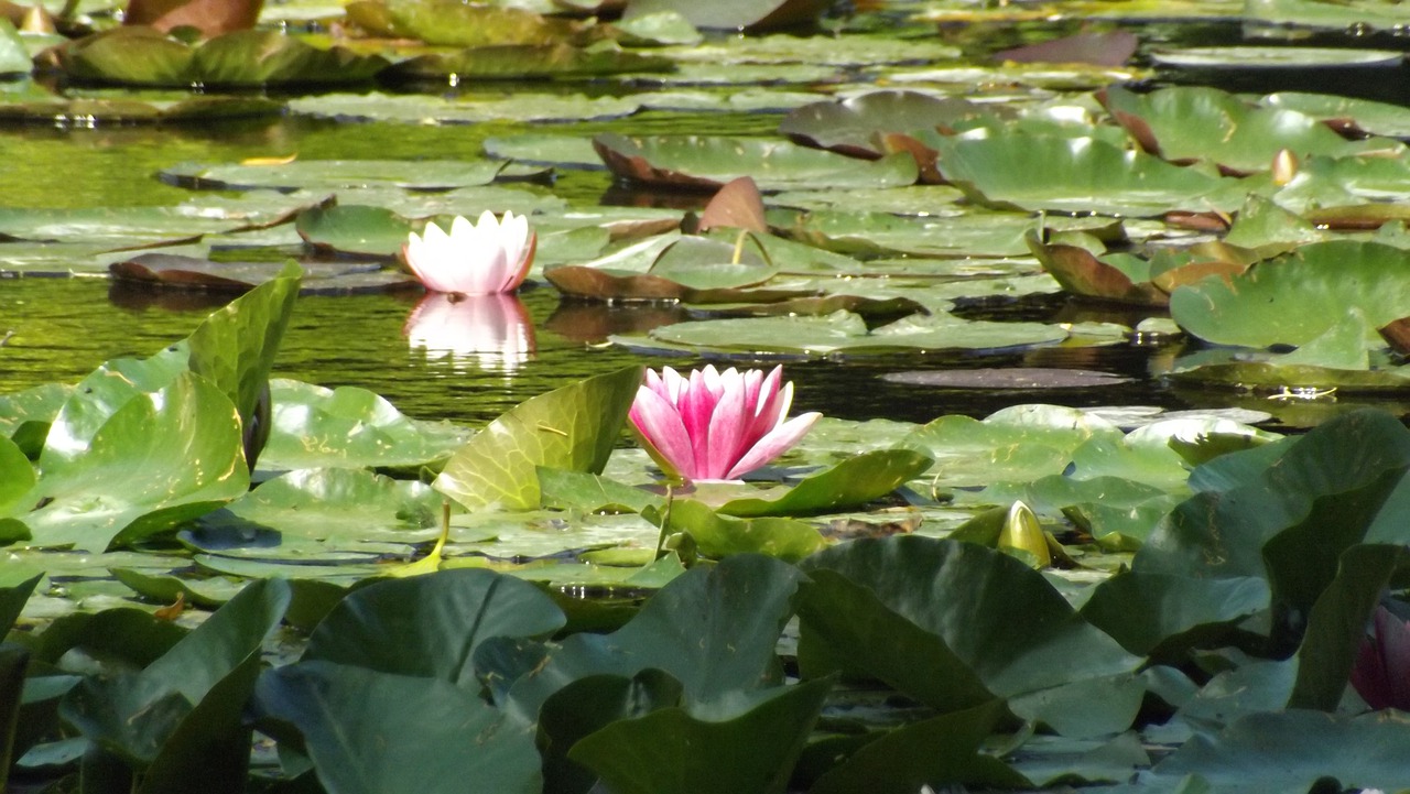 water  nature  exotic free photo