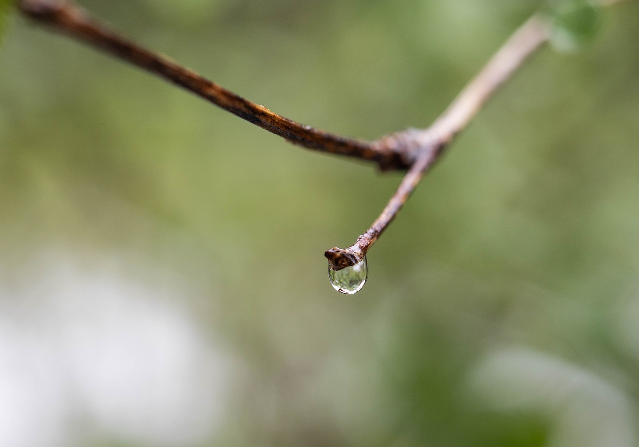 water  drip  rain free photo