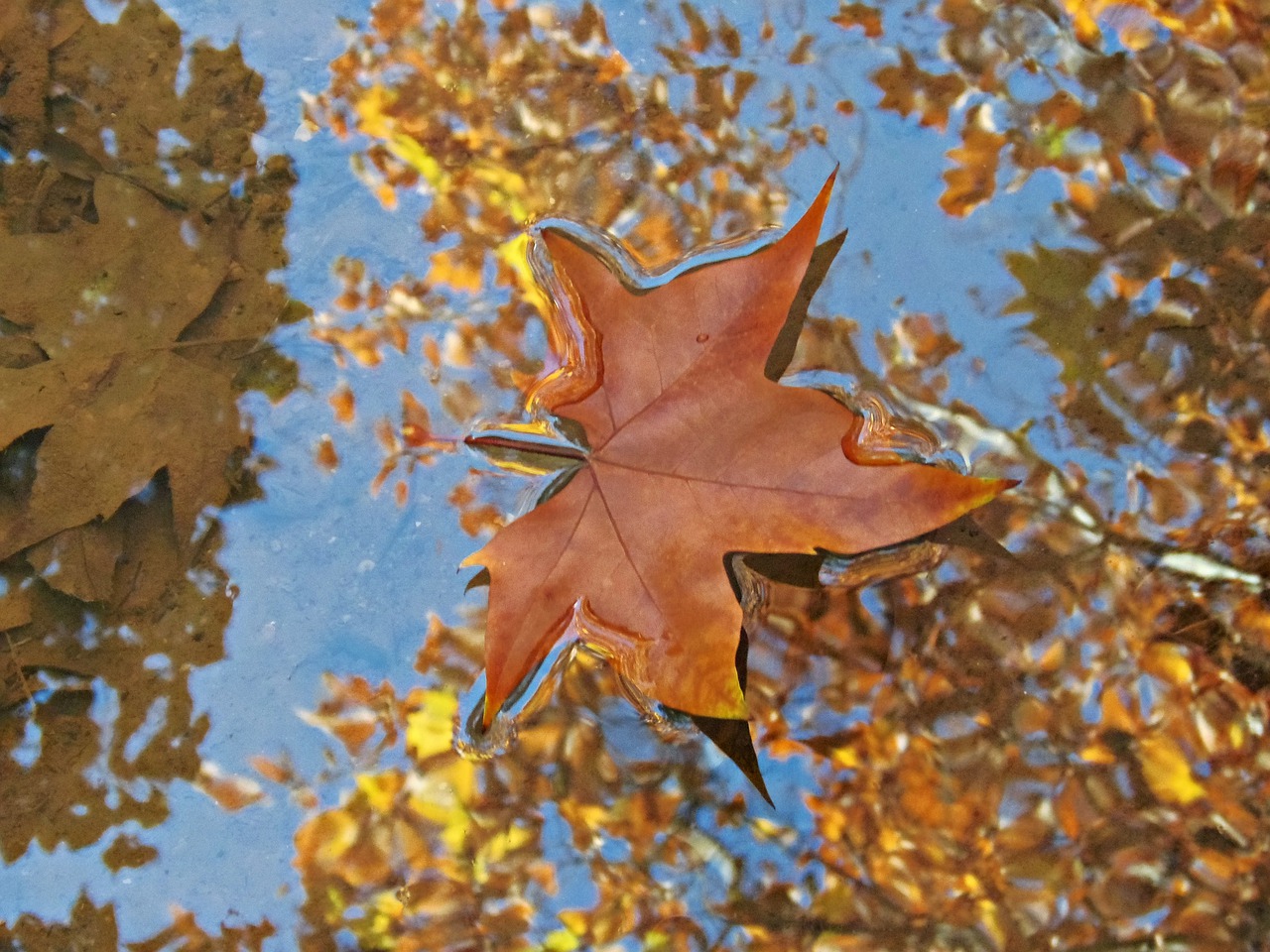 water  leaf  reflection free photo