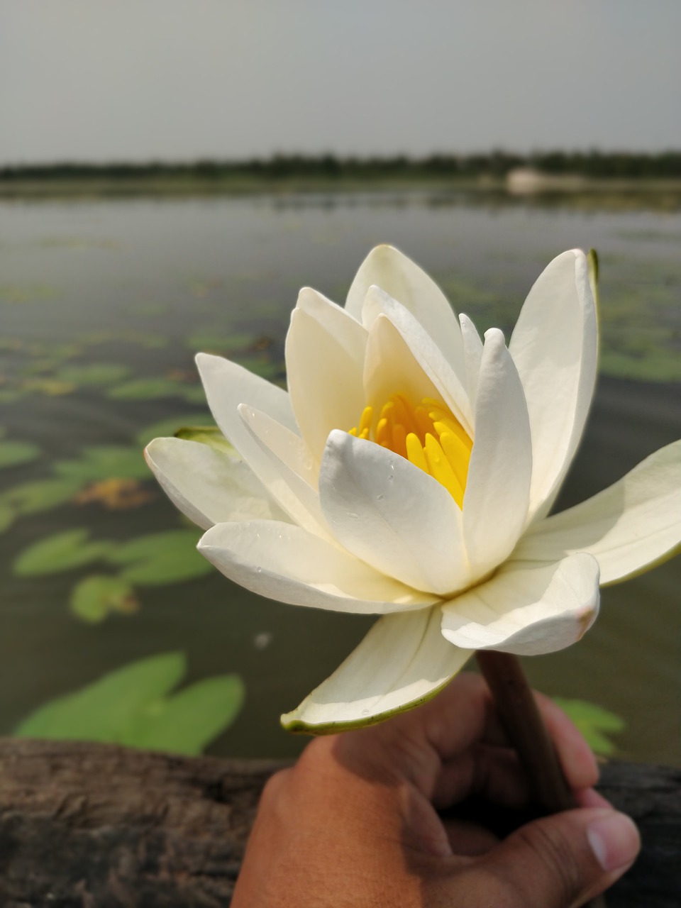 water  nature  flower free photo