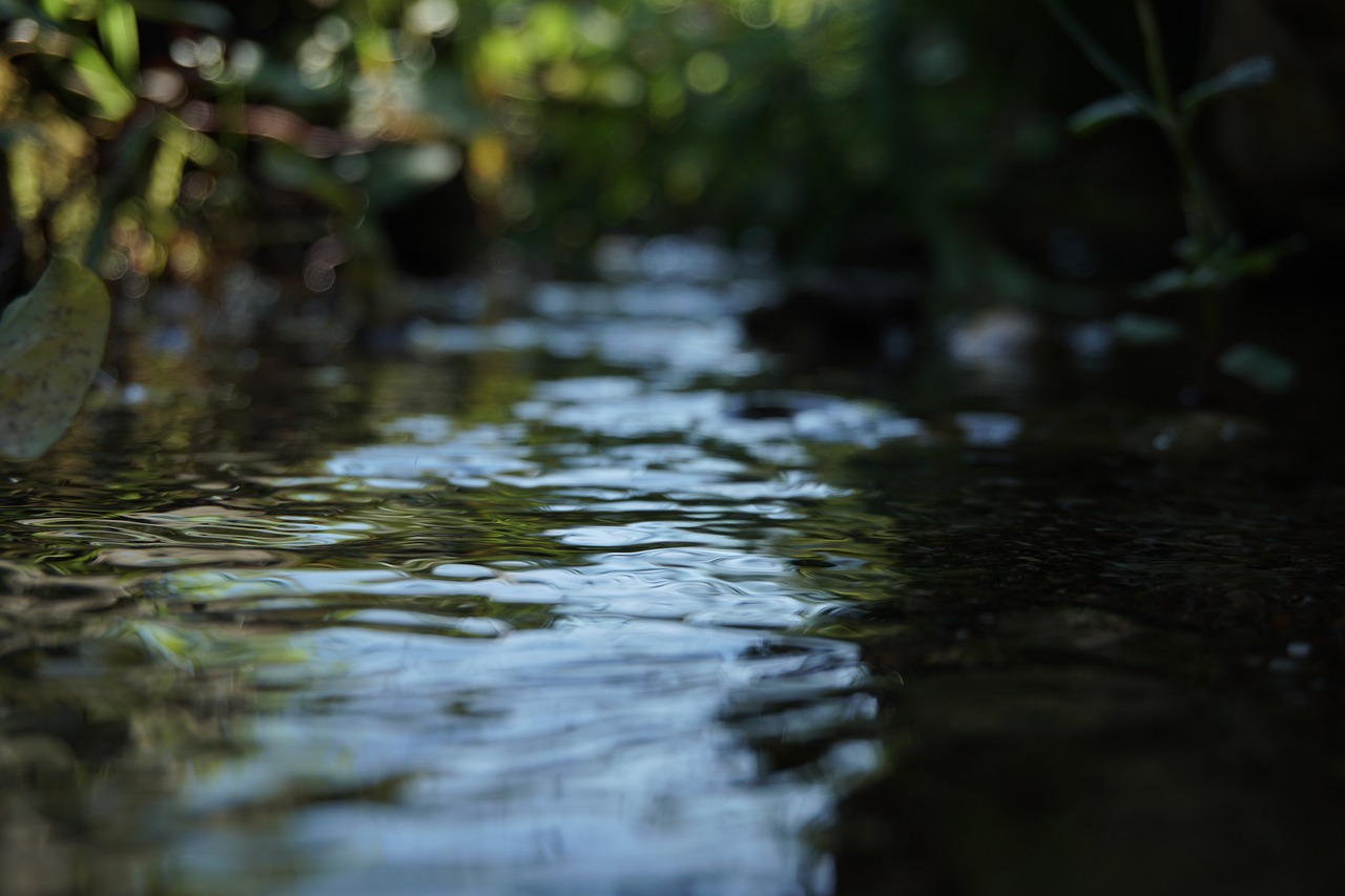 water  river  macro free photo