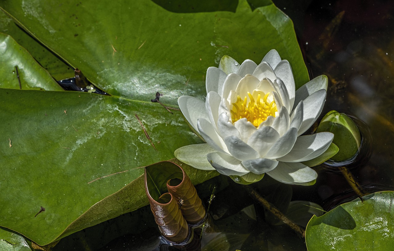 water  lily  blossom free photo