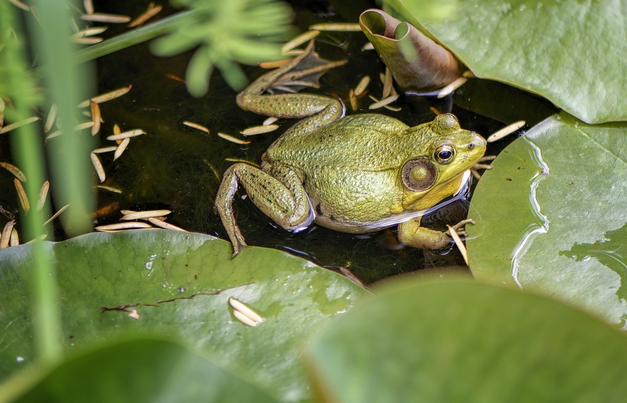 water  frog  animal free photo