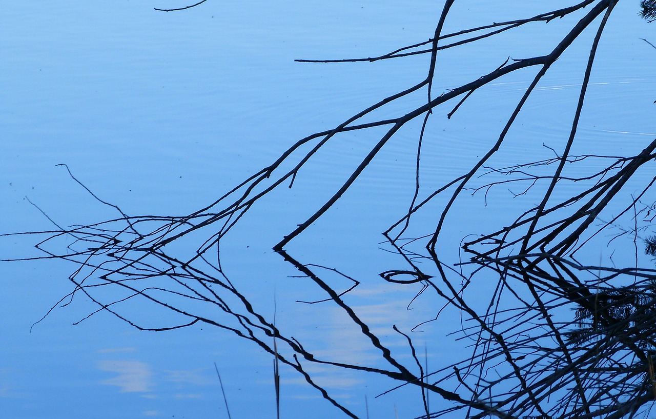 water branches blue free photo