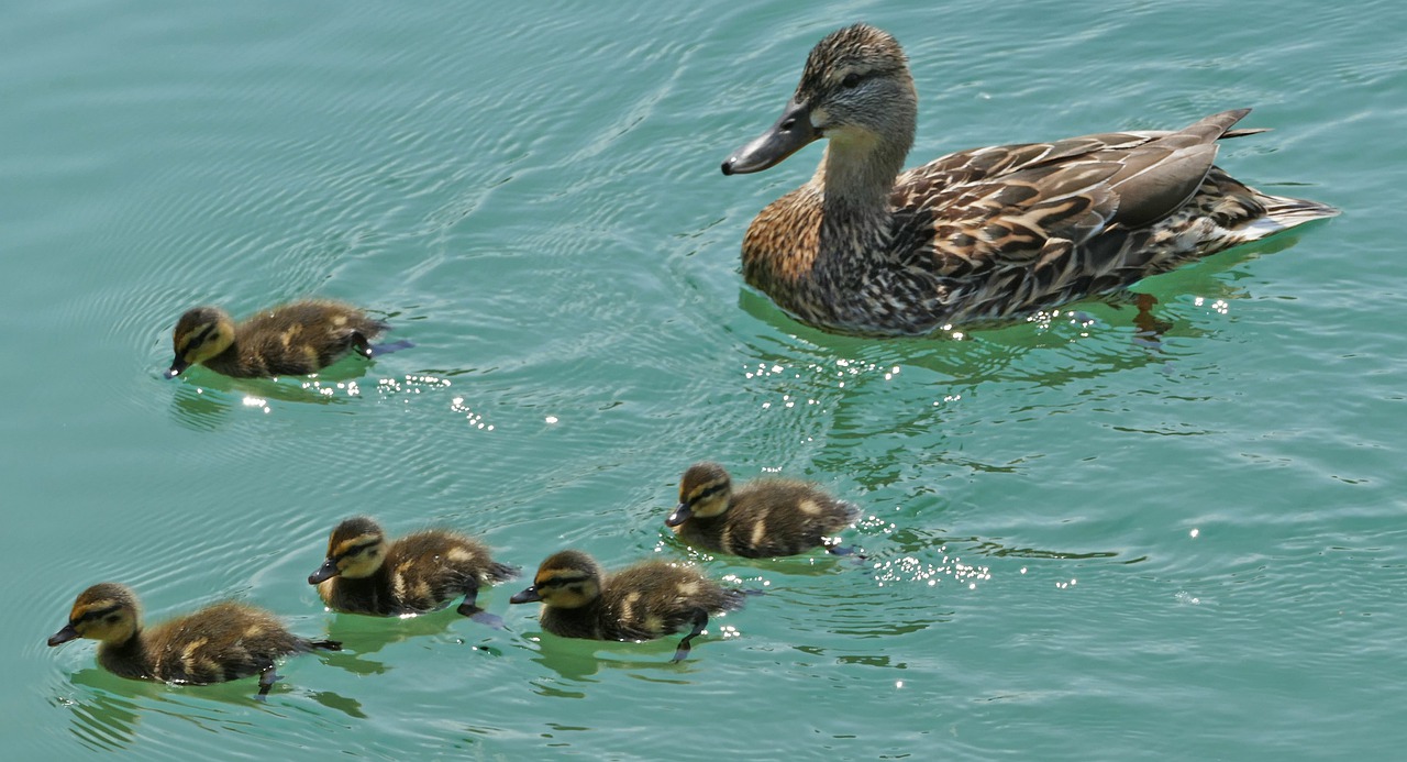 water  ducks  family free photo